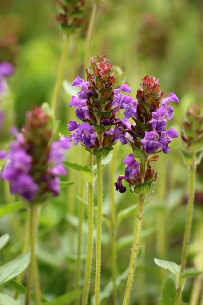 Ashwagandha for Women:The Stress-Crushing HerbScience Finally Confirms