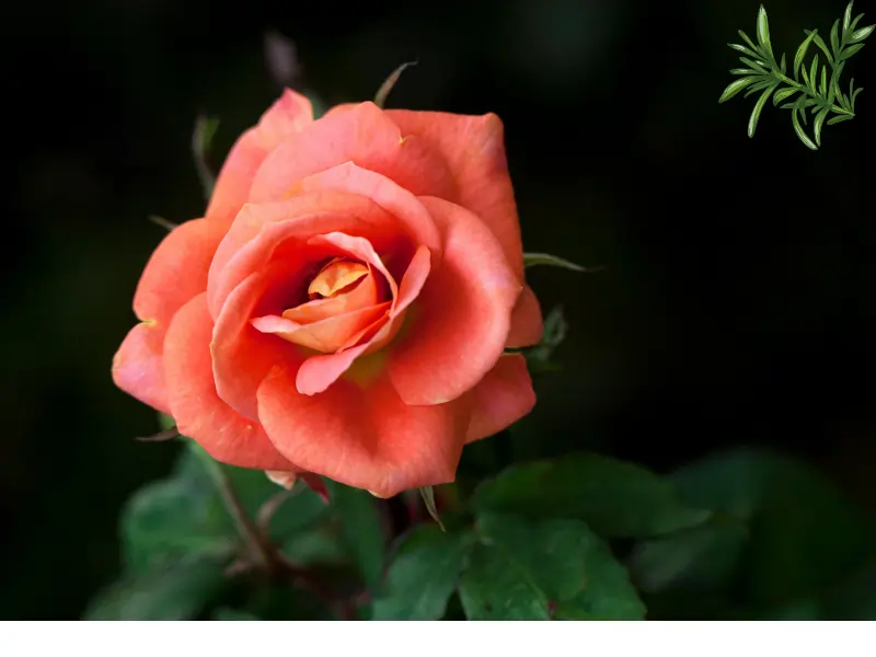 Fresh Damask rose petals — Ayurvedic herb for skin hydration and toning