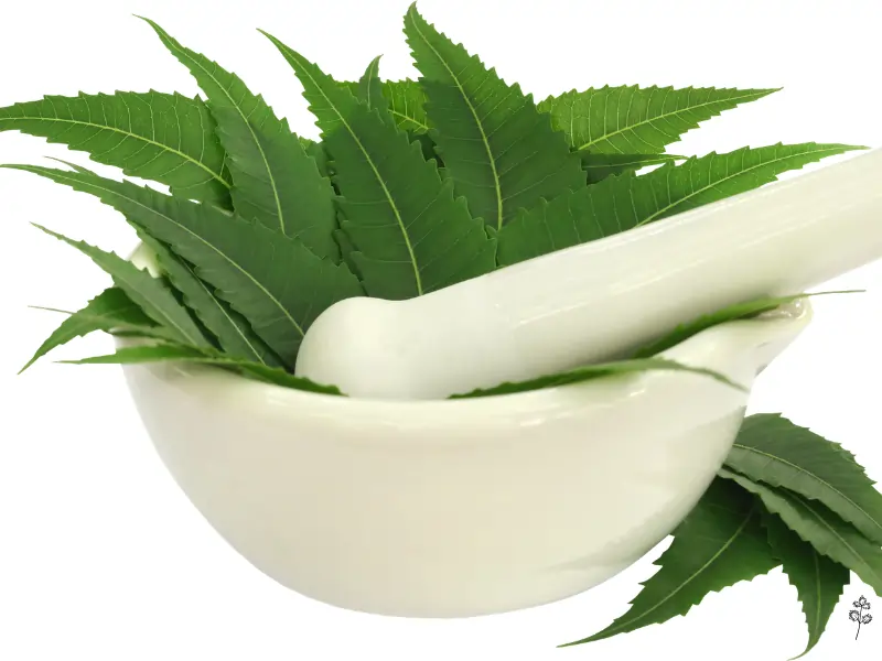 Fresh neem leaves and twigs — Ayurvedic herb for acne-prone skin