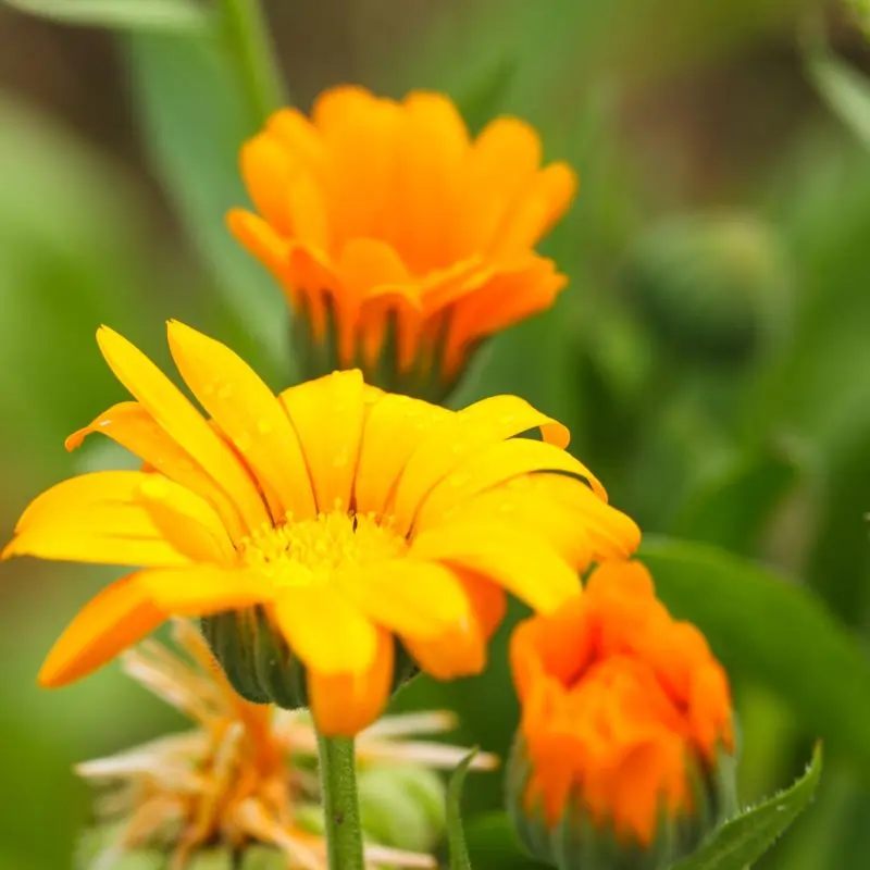 Calendula plant