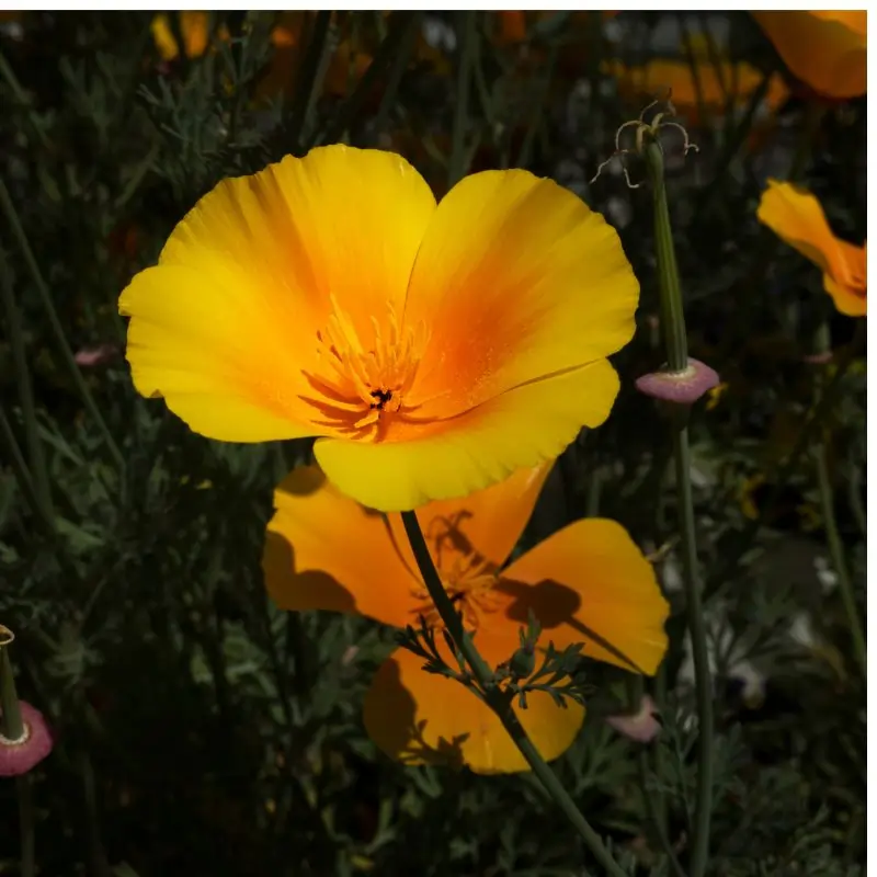 California poppy plant