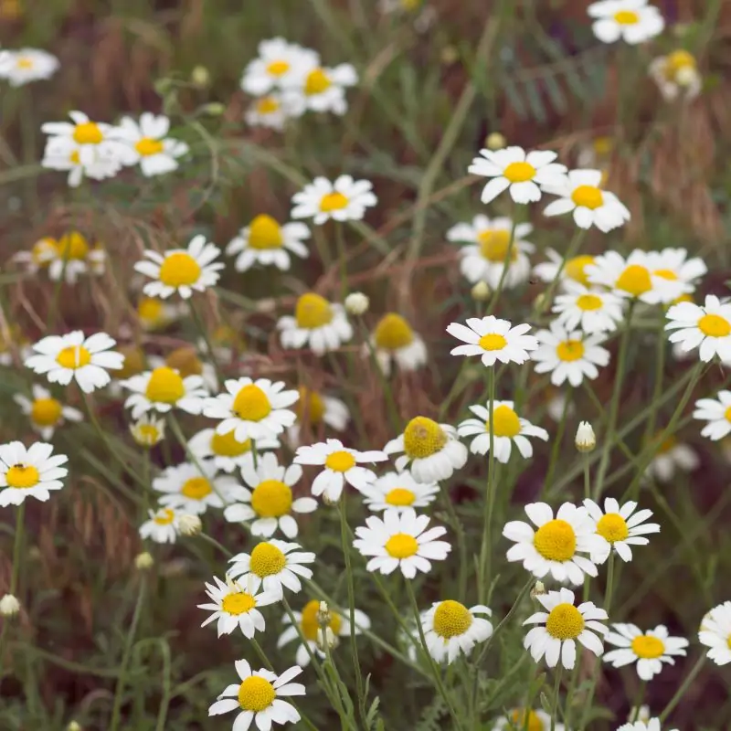Chamomile plant