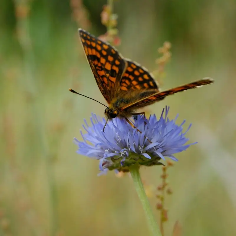 Chicory plant