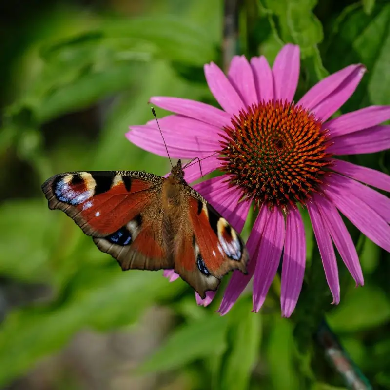 Echinacea plant