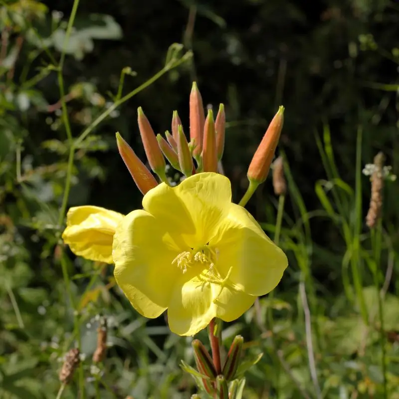 Evening primrose plant