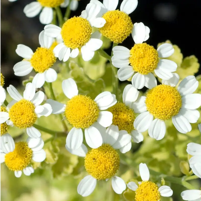 Feverfew plant