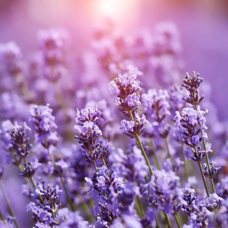 Lavender plant