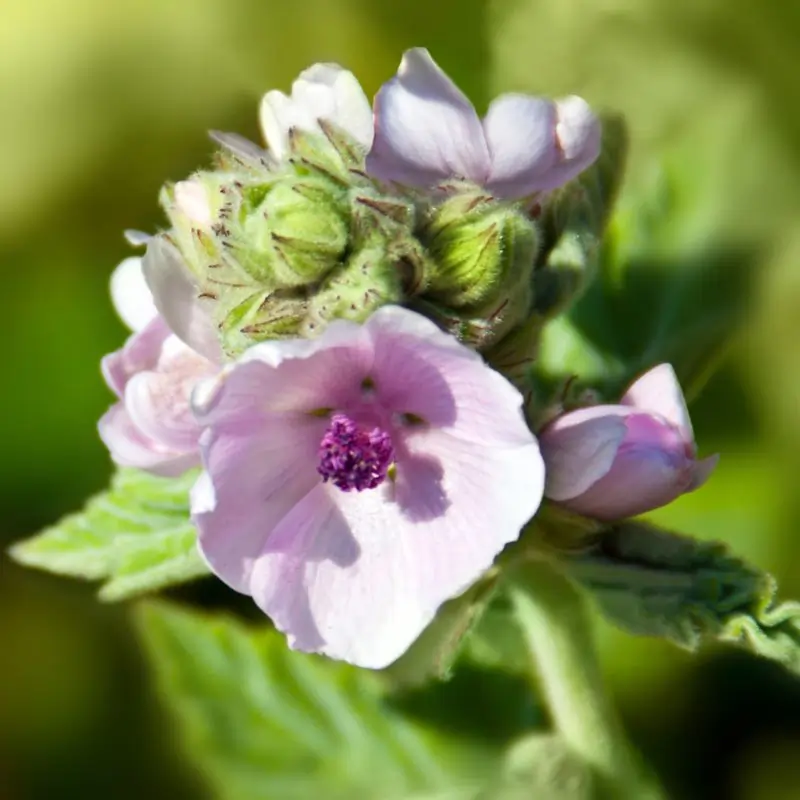 Marshmallow plant