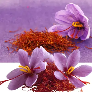 Saffron threads — Kumkuma — a varnya herb used in Ayurvedic face oils for skin luminosity