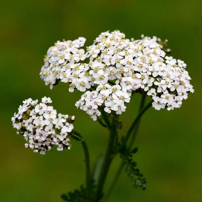 Yarrow plant