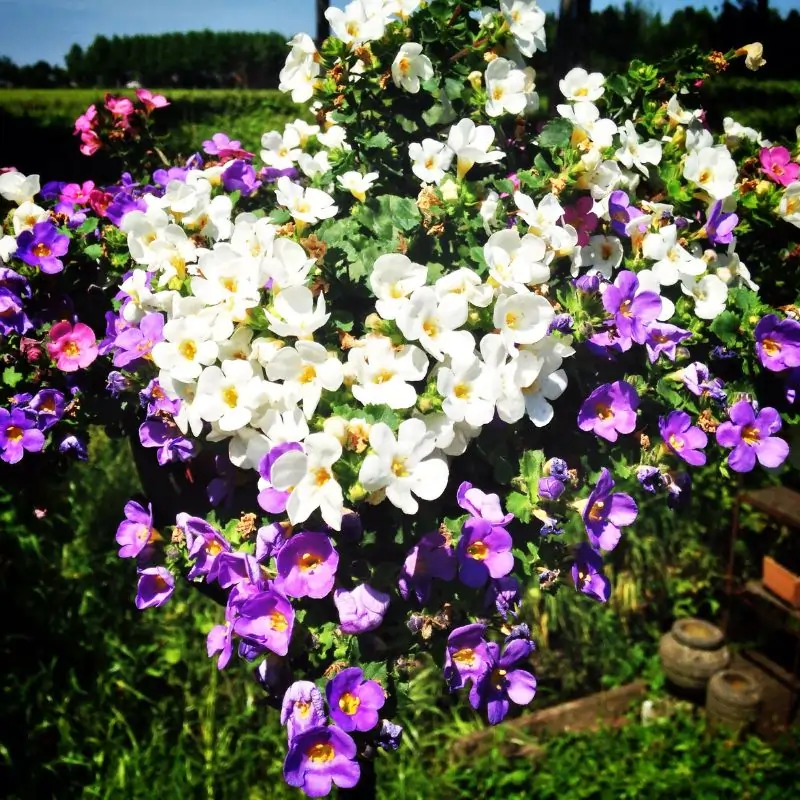 Bacopa monnieri herb — small white flowers and green leaves