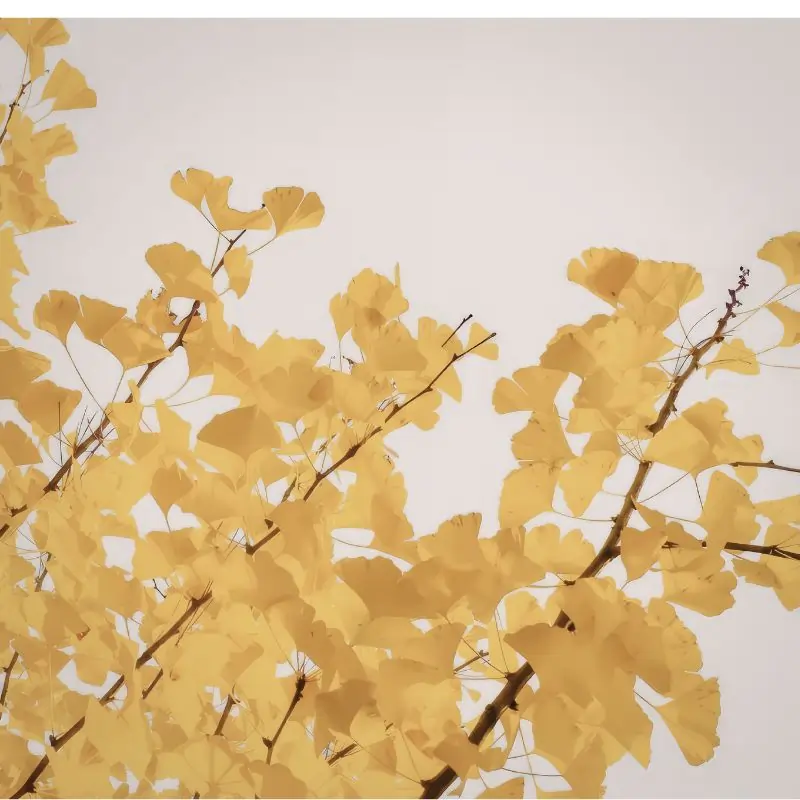 Ginkgo biloba fan-shaped leaves in golden yellow