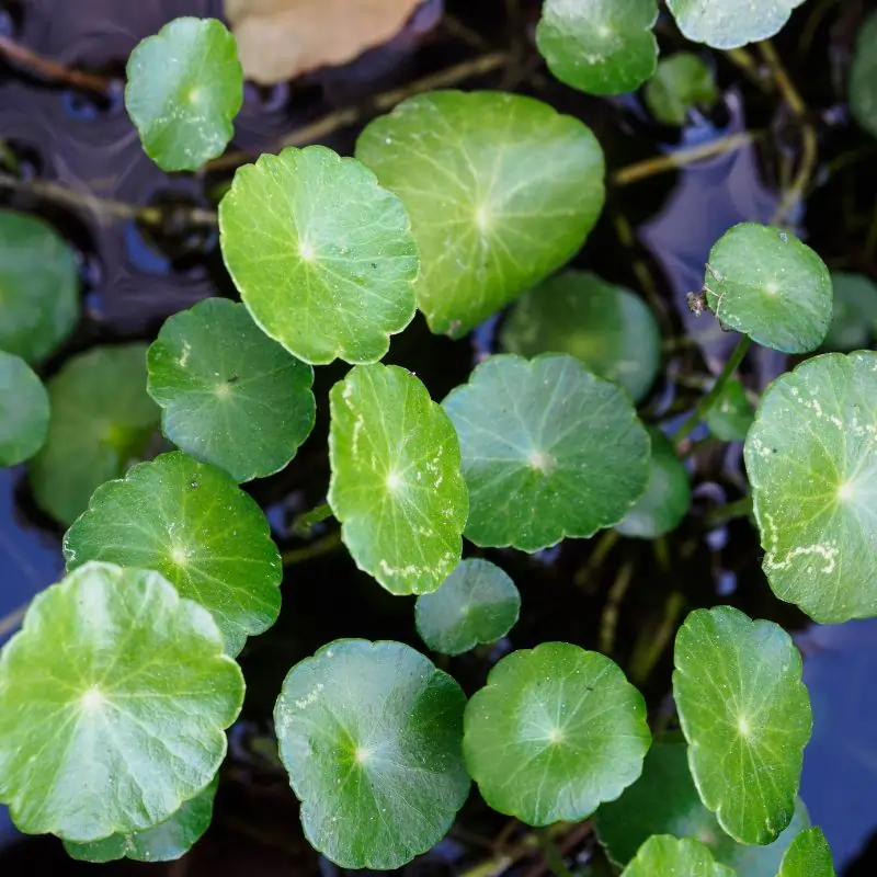 Gotu Kola leaves — Centella asiatica fan-shaped green leaves